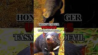 Tejon melero vs Demonio de Tasmania #edit #animales