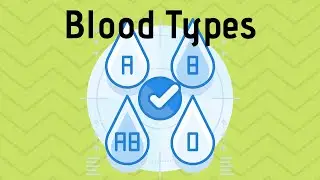 Blood Types in Simple Terms