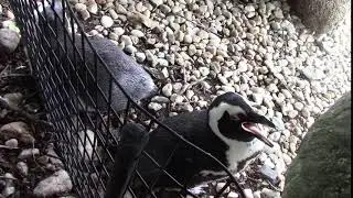 Yawning Behavior in African penguin.