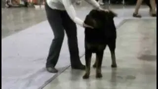 Россия 2014 CACIB  суки юниоры часть 1