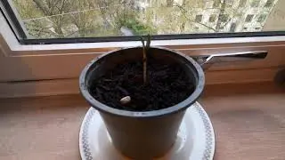 Solsikke - Timelapse