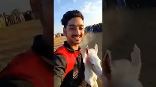 White wing horse 🐴#short#feed#viral#fyp#shortfeed#feed#yt#tanzilofficial#viralvideo#viralshort#trend