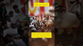 Jallikattu: Tamil Nadu&rsquo;s Ancient Bull Tradition 🐂🔥 #DidYouKnow #Jallikattu #TamilCulture #tamilnadu