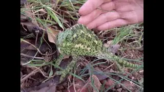 Animals in Cyprus