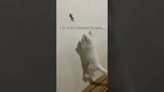 FAKE LIZARD PRANK ON MY CAT 🤣🦎 WATCH HIS REACTION! #shorts #cat #catlife