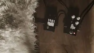 LVL up your Preamp! 1981 Inventions LVL + @jhspedals Haunting Mids Preamp #new #npd #1981 #lvl