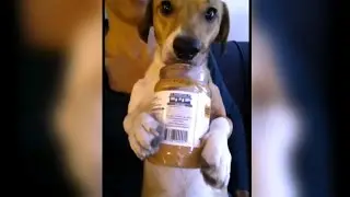 Can Peanut Butter Kill Your Dog?