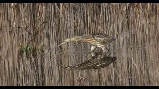 American Bittern, the stealth hunter.