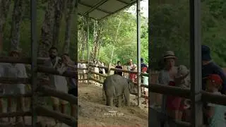 #ช้างภูเก็ต #amezingthailand #elephantcare #elephantpark #elephantsanctuary #pauleckert #wildlife