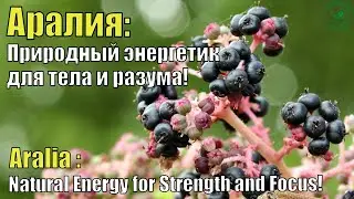 🌿 Аралия &mdash; корень силы и энергии! Природный стимулятор здоровья