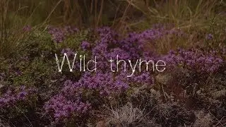 Wild thyme