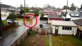 Living Gingerbread Man In Real Life Sighting