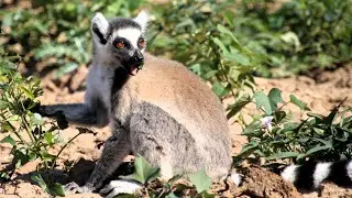 Ring-tailed Lemurs in Southern Madagascar
