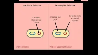 Selectable Markers for Synthetic Biology