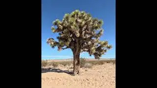 Owl Canyon campground