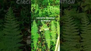 Fern | Circinate vernation | Class 11 Biology