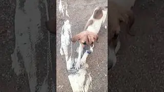 Chota Dog Ka Pillu 😂 | Cute & Funny Puppy Short Video 🐶❤️ #shortvideo #comedy #villageguys #funny