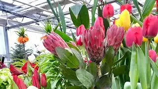 Весенние цветы Тюльпаны Spring flowers Tulips