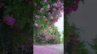 &ldquo;Beautiful pink rose flowers garden