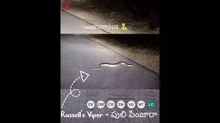 Russell's Viper | Russell's Viper Identification | Snake | Reptiles | Venomous snake
