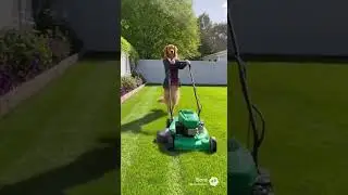 I taught my dog to mow the lawn