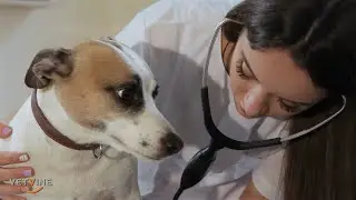 Heart murmurs in dogs and risks with anesthesia