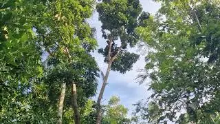 SMART TRICKS TO PRUNE MAHOGANY TREE BRANCHES USING AN ULTRA-SHARP TOOL - Agriculture Farming