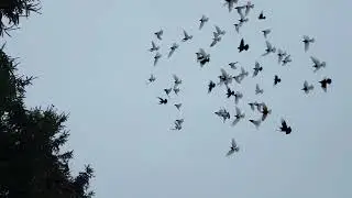 Pogoda nieciekawa, nie chcą latać 😡 zimowy przegląd .