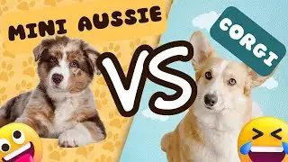 MINI AUSSIE VS CORGI | Hana Meets Whiskey!