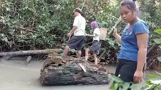 CARA ORANG DAYAK NANGKAP IKAN MENGGUNA KAN TUBA#dayakborneo #dayakganteng #viral
