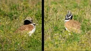 Zwergtrappe - Outarde canepeti&egrave;re - Little bustard- Mezgeldek (Tetrax tetrax)