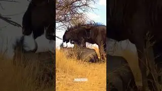 DAAN VILJOEN Naturpark, nur ca.30km von Windhoek entfernt