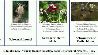 Bedecktsamer, Ordnung Hahnenfu&szlig;artige, Familie Hahnenfu&szlig;gew&auml;chse, Teil 3 ranunculus nieswurz