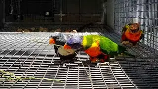 Grey Rainbow lorikeet Playing #beautiful #short #cute #amazing #birds #shorts #duo