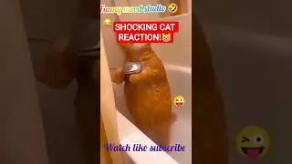 😱🐱 Jab Billi Pe Pani Gira&hellip; Reaction = OUT OF CONTROL!#funnymoodstudio#shortsfeed#youtubeshorts#funny