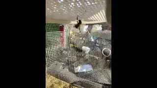 POV Beekeeping 👓 | Savanna Apiary | Starting the Day Among Goldenrod & Sycamore 🌿🐝