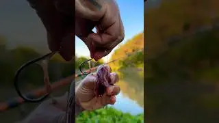 How I Bait My Hook With Chicken Liver 🐥🎣 #fishing