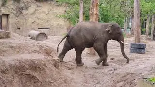 deinZoo - Elefant Namsai