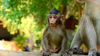 Baby monkey Anissa cries so loudly for milk