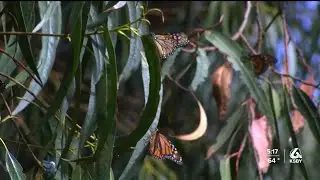 Monarch butterflies make their way to the Pismo Beach Butterfly Grove