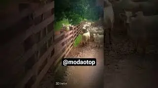Isso nunca sai de moda #ro&ccedil;a #mod&atilde;otop #gado #fazenda #cavalo #modaoraiz #sertanejoraiz