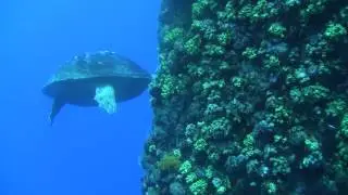 Rig Dive Flower Garden Banks National Marine Sanctuary
