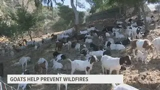 City in California recruits goats to help prevent wildfires