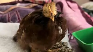 Baby Chick Reese&rsquo;s Cup recovery after injury video 2￼