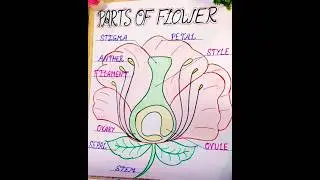 Chart making on parts of flower | Parts of flower | Science project #shorts
