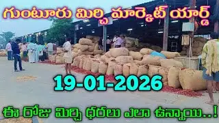 Guntur Mirchi Market Yard Today Prices.. | Guntur Mirchi Yard Today Mirchi Rates