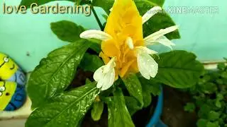 Beautiful flowering plant //  Lollipop plant//How to grow and care lollipop plant 🍃