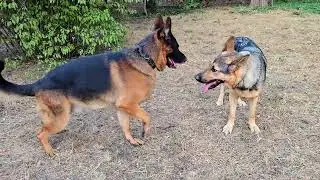 📣Puppies coming soon! German Shepherd Alfons and Leia. Odessa 2025