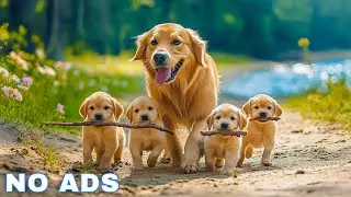 12 Hours of Dog Calming Music for Dogs 💖 Separation Anxiety Relief Music for Dogs 🐶🎵 dog music