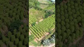 TIÊU PHÚ QUỐC